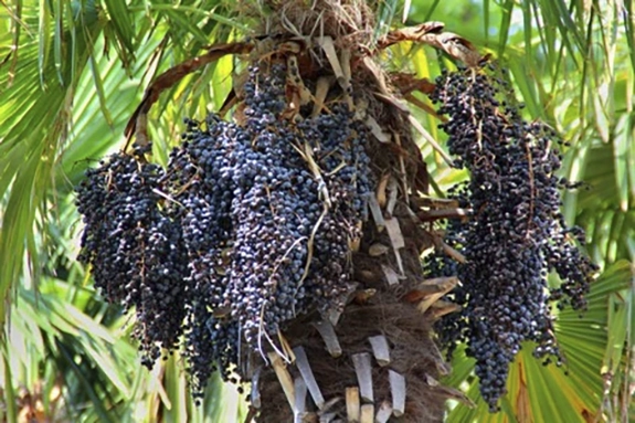acai
