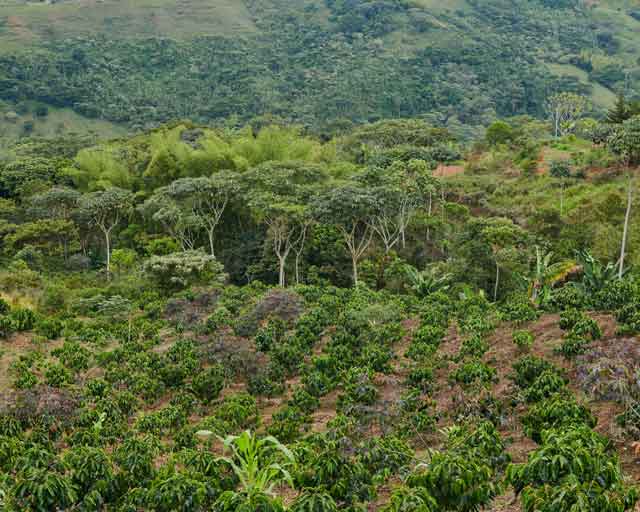 caldono-cauca-colombia-coffee-agroforestry-parcel